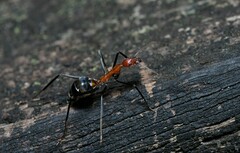 Leptomyrmex rufithorax