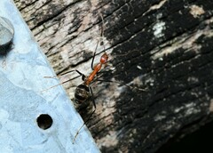 Leptomyrmex rufithorax