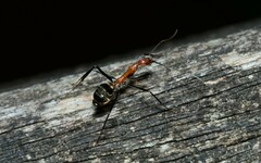 Leptomyrmex rufithorax