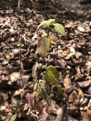 Lippia graveolens