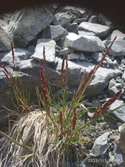 Agrostis muelleriana