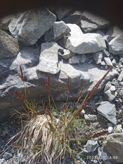 Agrostis muelleriana