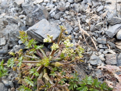 Gingidia decipiens
