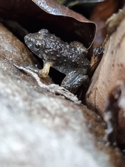 Limnonectes gyldenstolpei