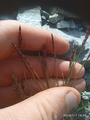 Agrostis muelleriana