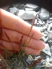 Agrostis muelleriana