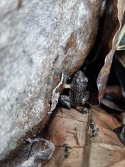 Limnonectes gyldenstolpei