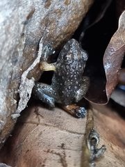 Limnonectes gyldenstolpei