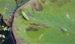 Draeculacephala inscripta