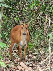 Muntiacus vaginalis