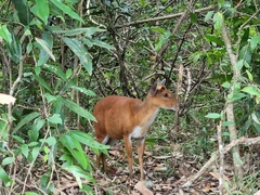Muntiacus vaginalis