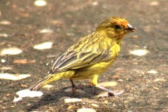Sicalis flaveola brasiliensis