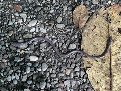 Gymnopis multiplicata