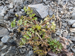 Gingidia decipiens