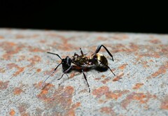 Polyrhachis rufifemur