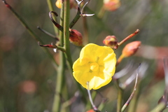 Hibbertia conspicua
