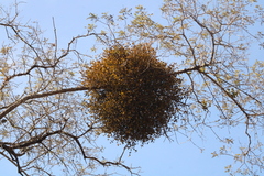 Phoradendron leucarpum