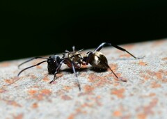 Polyrhachis rufifemur