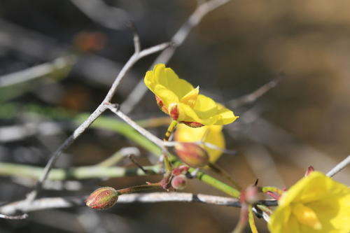 Image of Hibbertia conspicua by (c) Benjamin Anderson, some rights reserved (CC BY)