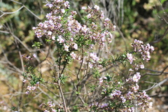 Diplopeltis