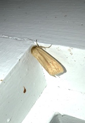 Mythimna oxygala