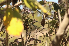 Phaeoptila sordida