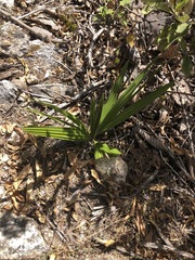 Washingtonia robusta