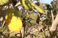 Phaeoptila sordida