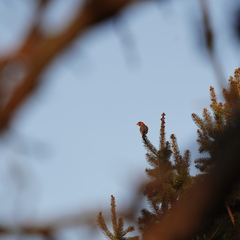 Haemorhous mexicanus