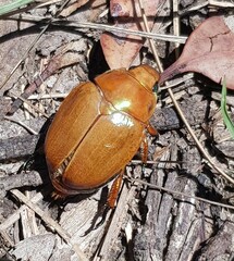 Anoplognathus viriditarsis