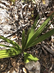 Washingtonia robusta