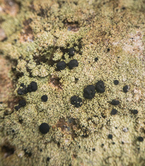 Megalaria beechingii