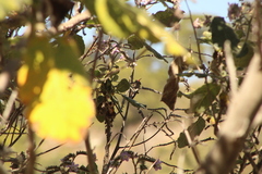 Phaeoptila sordida