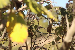 Phaeoptila sordida