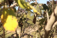 Phaeoptila sordida