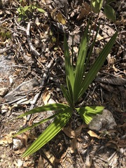 Washingtonia robusta