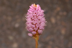 Bistorta plumosa