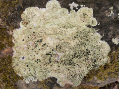 Megalaria beechingii