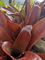 Bromelioideae