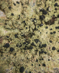 Megalaria beechingii