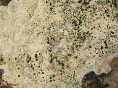 Megalaria beechingii