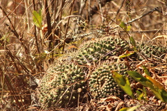 Mammillaria karwinskiana