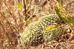 Mammillaria karwinskiana