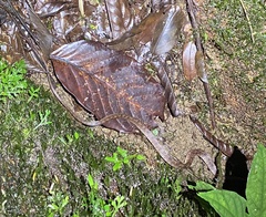 Leptodeira
