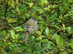 Elaenia flavogaster