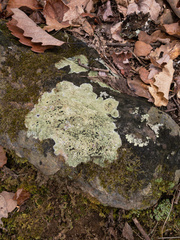 Megalaria beechingii