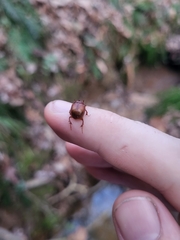 Odonteus thoracicornis