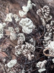 Notholaena standleyi