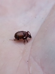 Odonteus thoracicornis