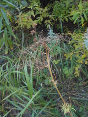 Valeriana alternifolia